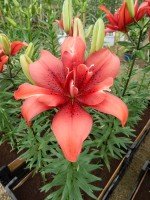 [4009 Cocktail Twins No02.JPG]